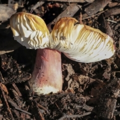 Russula sp. (Russula) at Higgins, ACT - 27 Jun 2021 by AlisonMilton