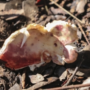 Russula sp. (genus) at Higgins, ACT - 27 Jun 2021