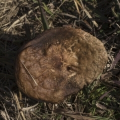 Oudemansiella 'radicata group' (Rooting shank) at Higgins, ACT - 27 Jun 2021 by AlisonMilton