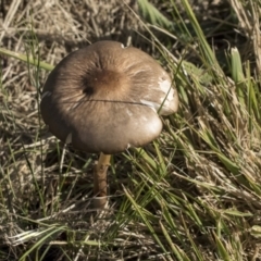 Oudemansiella 'radicata group' (Rooting shank) at Higgins, ACT - 27 Jun 2021 by AlisonMilton