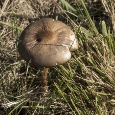 Oudemansiella 'radicata group' (Rooting shank) at Higgins, ACT - 27 Jun 2021 by AlisonMilton