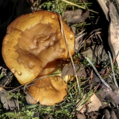 Unverified Cap on a stem; gills below cap [mushrooms or mushroom-like] at Higgins, ACT - 27 Jun 2021 by AlisonMilton