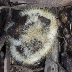 Mucorales (Pin moulds) at Bruce Ridge - 22 Jul 2021 by AlisonMilton