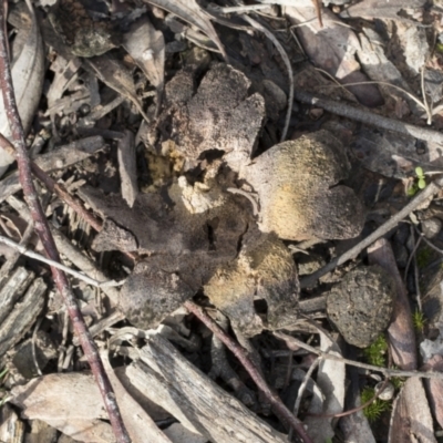 Scleroderma sp. (Scleroderma) at Bruce Ridge - 22 Jul 2021 by AlisonMilton