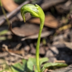 Pterostylis nutans (Nodding Greenhood) at Penrose, NSW - 17 Aug 2021 by Aussiegall