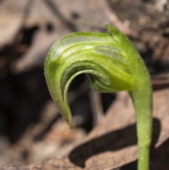 Pterostylis nutans at Penrose, NSW - 17 Aug 2021