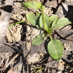 Pterostylis nutans at Penrose, NSW - suppressed