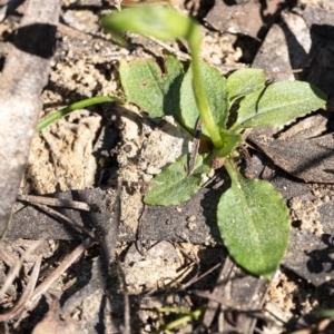 Pterostylis nutans at Penrose, NSW - 17 Aug 2021