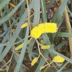 Acacia doratoxylon (Currawang) at Cook, ACT - 19 Aug 2021 by drakes