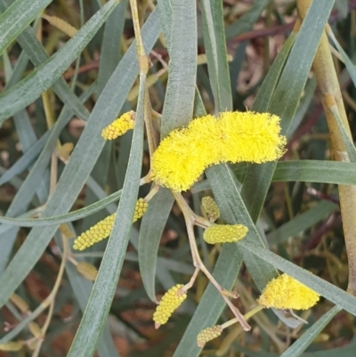Acacia doratoxylon (Currawang) at Mount Painter - 19 Aug 2021 by drakes