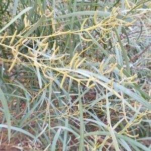 Acacia doratoxylon at Cook, ACT - 19 Aug 2021 10:02 AM