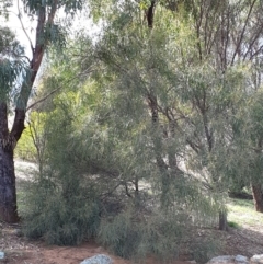 Acacia doratoxylon at Cook, ACT - 19 Aug 2021 10:02 AM