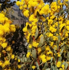 Acacia buxifolia subsp. buxifolia (Box-leaf Wattle) at Mount Painter - 19 Aug 2021 by drakes