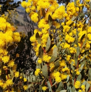 Acacia buxifolia subsp. buxifolia at Cook, ACT - 19 Aug 2021