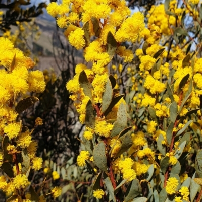 Acacia buxifolia subsp. buxifolia (Box-leaf Wattle) at Cook, ACT - 19 Aug 2021 by drakes