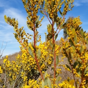 Acacia buxifolia subsp. buxifolia at Cook, ACT - 19 Aug 2021