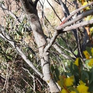 Acacia buxifolia subsp. buxifolia at Cook, ACT - 19 Aug 2021