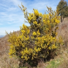 Acacia buxifolia subsp. buxifolia at Cook, ACT - 19 Aug 2021