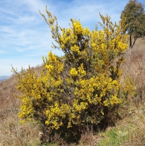 Acacia buxifolia subsp. buxifolia at Cook, ACT - 19 Aug 2021