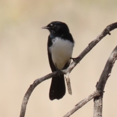 Rhipidura leucophrys (Willie Wagtail) at Gilmore Paddocks - 20 Aug 2021 by RodDeb