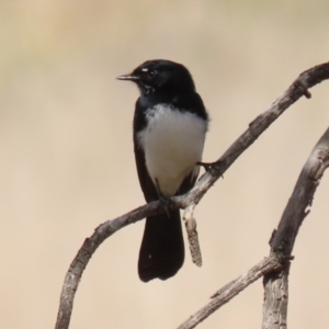 Rhipidura leucophrys at Gilmore, ACT - 20 Aug 2021