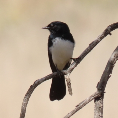 Rhipidura leucophrys (Willie Wagtail) at Gilmore, ACT - 20 Aug 2021 by RodDeb