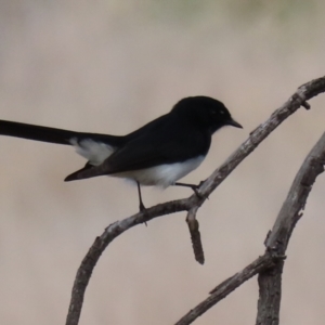 Rhipidura leucophrys at Gilmore, ACT - 20 Aug 2021