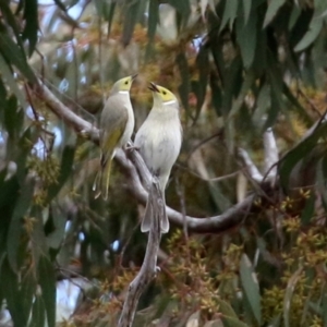 Ptilotula penicillata at Gilmore, ACT - 20 Aug 2021