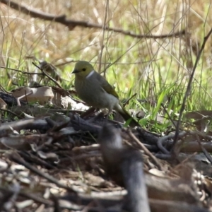 Ptilotula penicillata at Gilmore, ACT - 20 Aug 2021