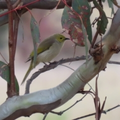 Ptilotula penicillata at Gilmore, ACT - 20 Aug 2021