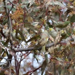 Ptilotula penicillata at Gilmore, ACT - 20 Aug 2021