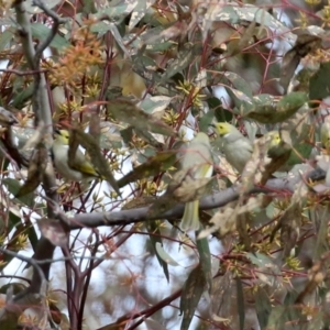 Ptilotula penicillata at Gilmore, ACT - 20 Aug 2021