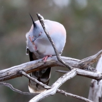 Ocyphaps lophotes (Crested Pigeon) at Gilmore, ACT - 20 Aug 2021 by RodDeb