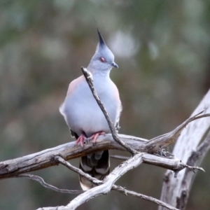 Ocyphaps lophotes at Gilmore, ACT - 20 Aug 2021