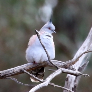 Ocyphaps lophotes at Gilmore, ACT - 20 Aug 2021