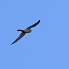 Falco cenchroides (Nankeen Kestrel) at Gilmore, ACT - 20 Aug 2021 by RodDeb