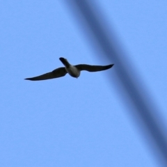 Falco cenchroides at Gilmore, ACT - 20 Aug 2021