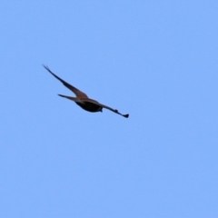 Falco cenchroides at Gilmore, ACT - 20 Aug 2021 12:51 PM