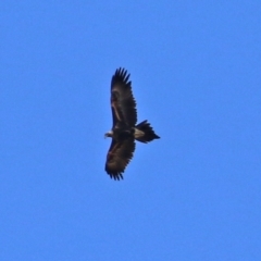 Aquila audax (Wedge-tailed Eagle) at Gilmore Paddocks - 20 Aug 2021 by RodDeb