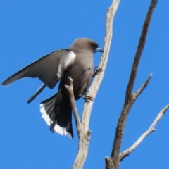 Artamus cyanopterus cyanopterus (Dusky Woodswallow) at Gilmore, ACT - 20 Aug 2021 by RodDeb