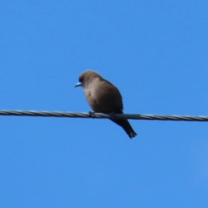 Artamus cyanopterus at Gilmore, ACT - 20 Aug 2021 12:21 PM