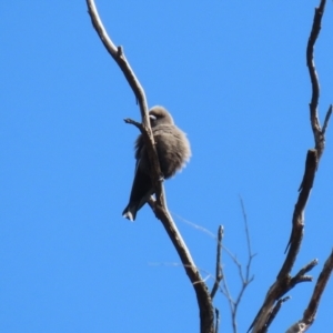 Artamus cyanopterus at Gilmore, ACT - 20 Aug 2021 12:21 PM