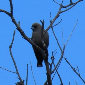 Artamus cyanopterus at Gilmore, ACT - 20 Aug 2021 12:21 PM