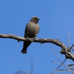 Artamus cyanopterus at Gilmore, ACT - 20 Aug 2021 12:21 PM