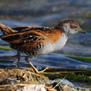 Zapornia pusilla at Lake Cargelligo, NSW - 29 Sep 2019