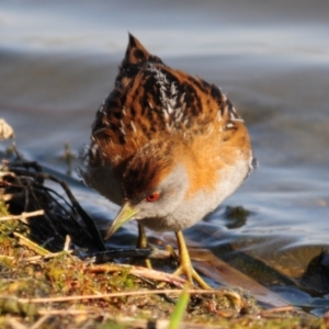 Zapornia pusilla at Lake Cargelligo, NSW - 29 Sep 2019