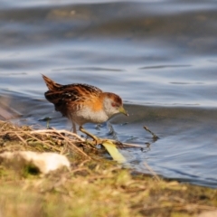 Zapornia pusilla at Lake Cargelligo, NSW - 29 Sep 2019