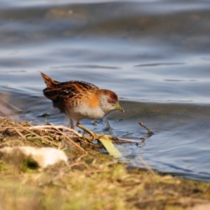 Zapornia pusilla at Lake Cargelligo, NSW - 29 Sep 2019