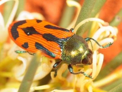 Castiarina abdominalis (Jewel Beetle) at Tullibigeal, NSW - 29 Sep 2019 by Harrisi