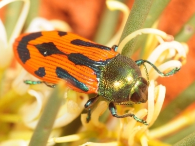 Unidentified Jewel beetle (Buprestidae) (TBC) at Tullibigeal, NSW - 29 Sep 2019 by Harrisi